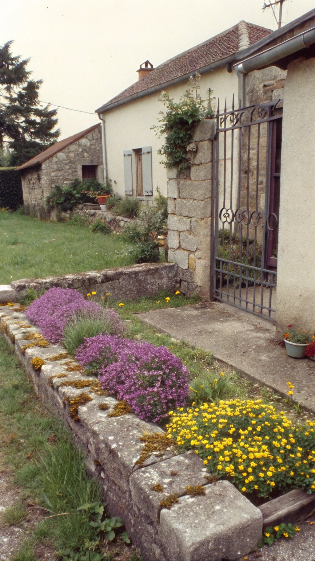 Border with purple salvia and yellow coreopsis